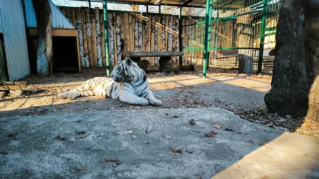 В Самарском зоопарке тигр и рыси переехали в новые вольеры
