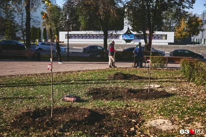 В Самаре в сквере Шанхай вырубили деревья и высадили молодые липы